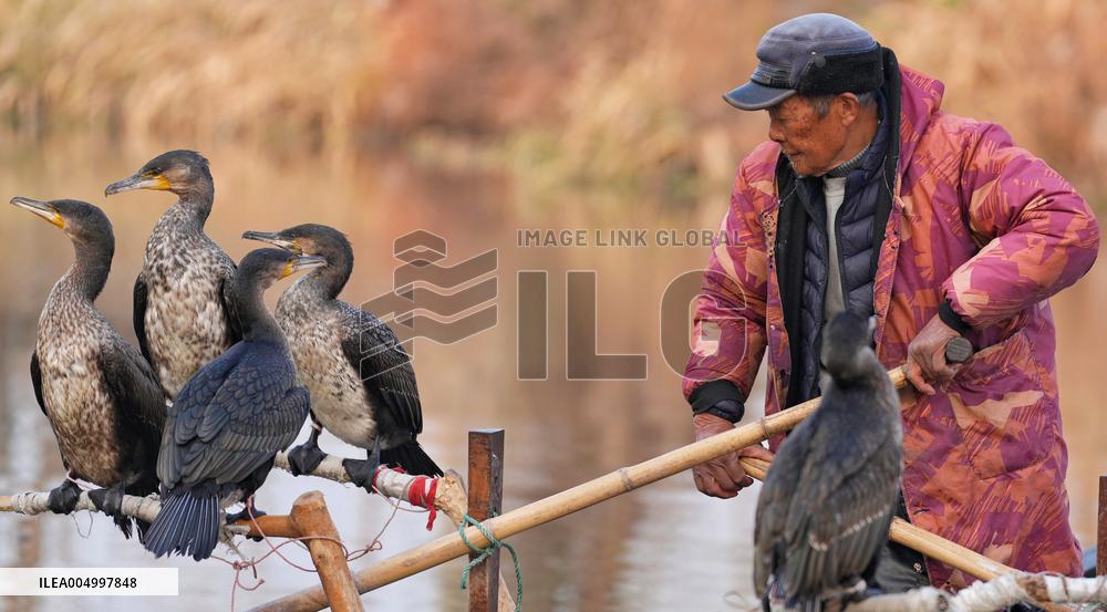 Cormorant Fishing