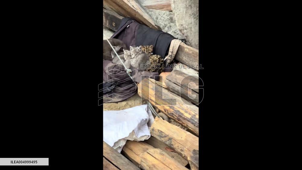 China: Lost Wild Leopard Cat Raised by Domestic Cat in Sichuan