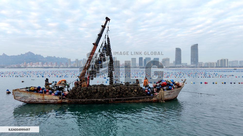 Farmers Harvest Oysters in Qingdao