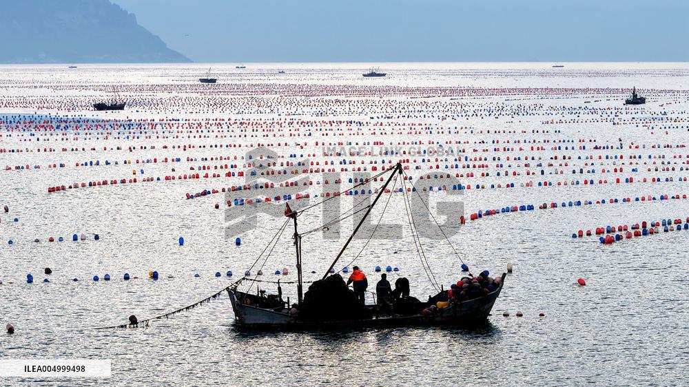 Farmers Harvest Oysters in Qingdao