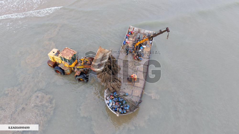 Farmers Harvest Oysters in Qingdao