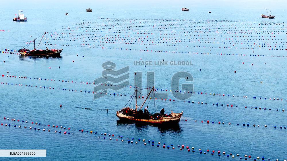 Farmers Harvest Oysters in Qingdao