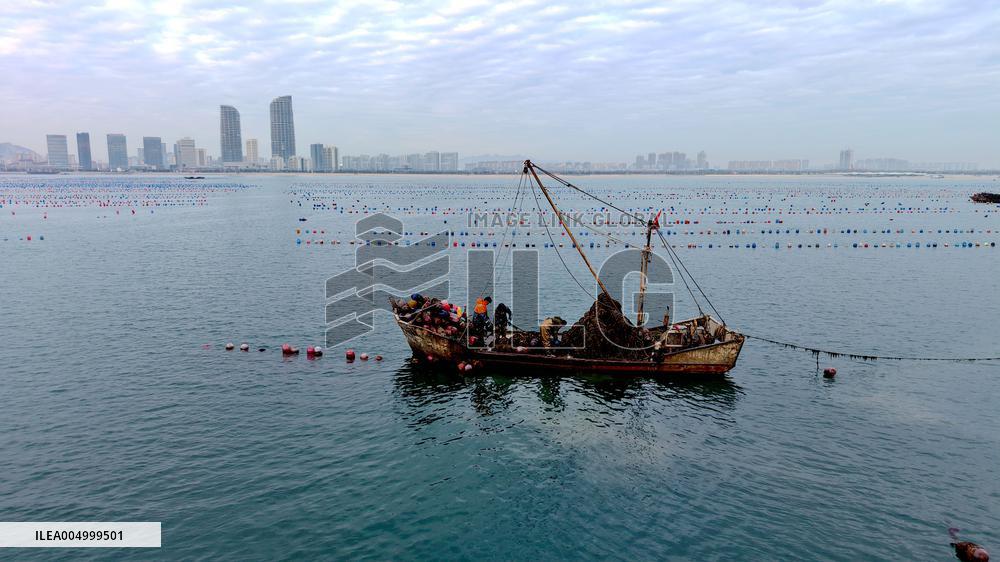 Farmers Harvest Oysters in Qingdao