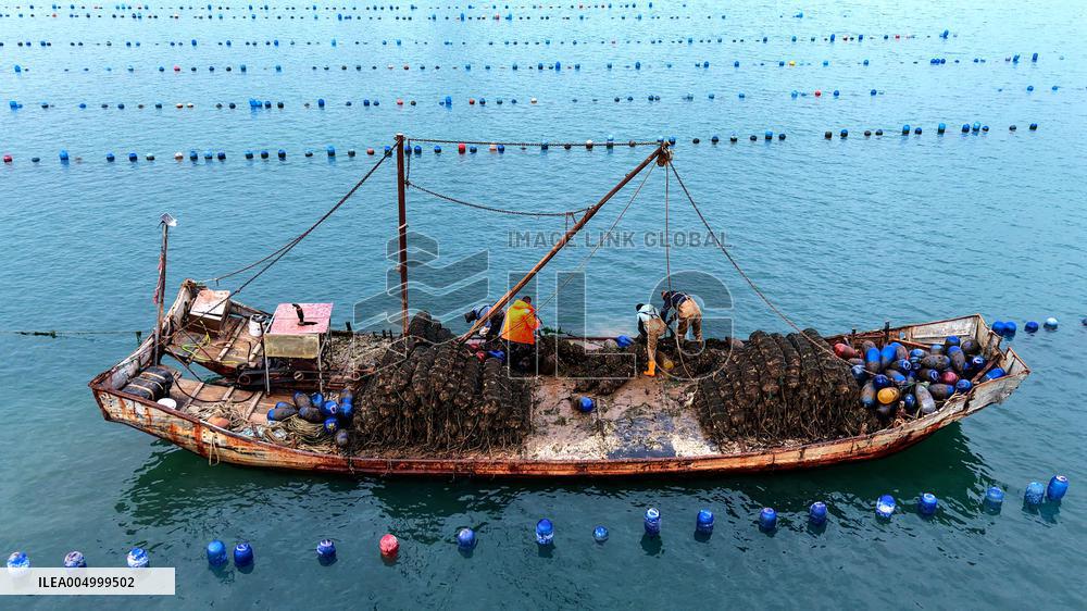 Farmers Harvest Oysters in Qingdao