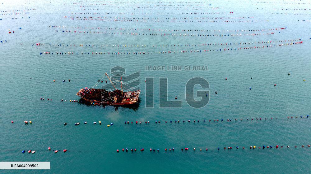 Farmers Harvest Oysters in Qingdao