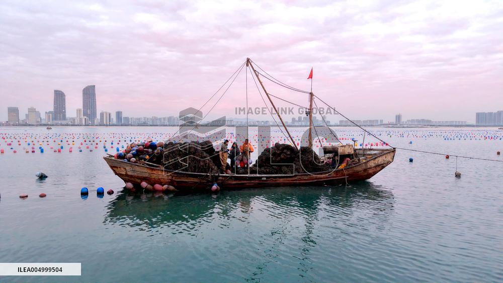 Farmers Harvest Oysters in Qingdao