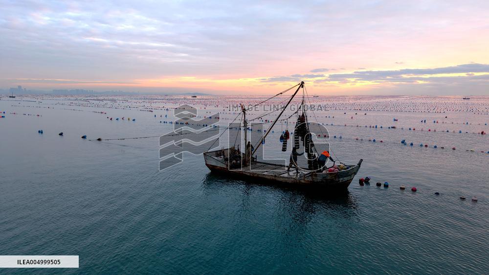 Farmers Harvest Oysters in Qingdao