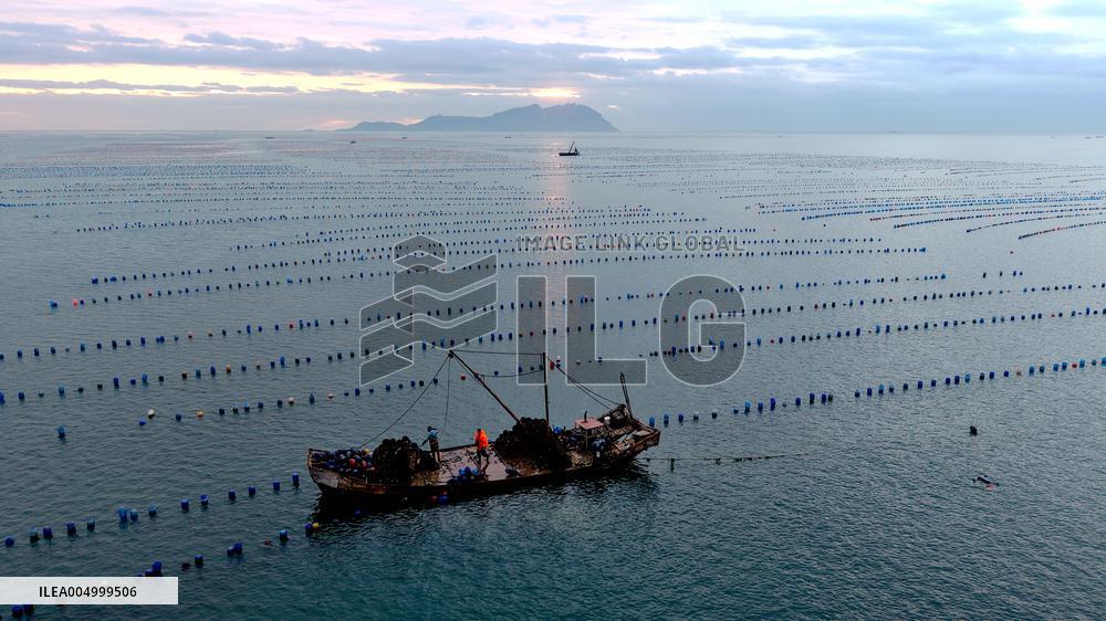 Farmers Harvest Oysters in Qingdao