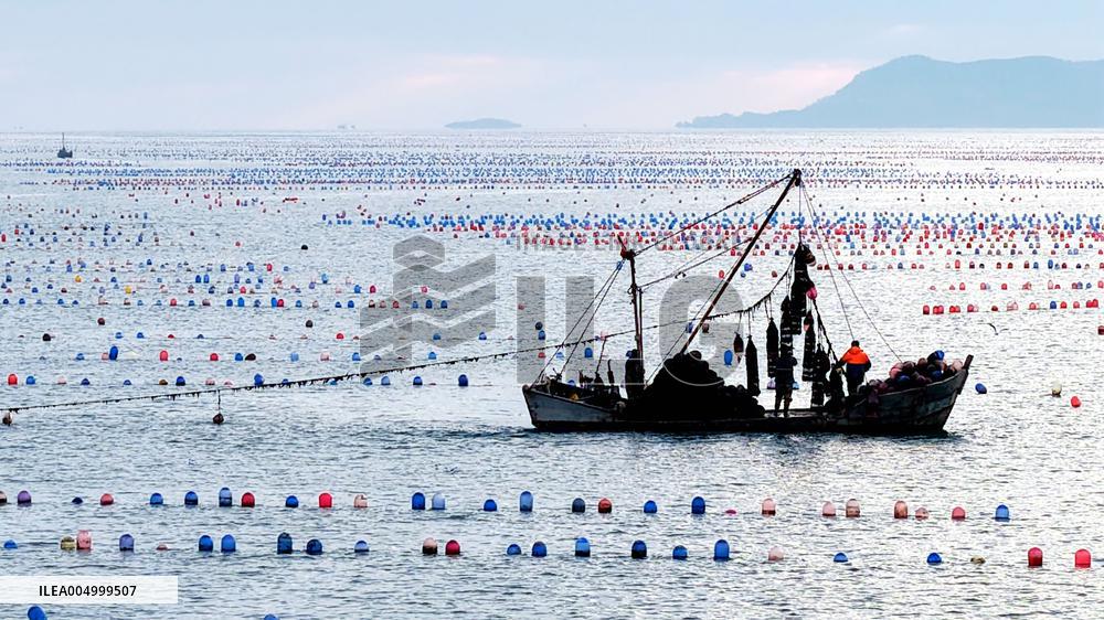 Farmers Harvest Oysters in Qingdao
