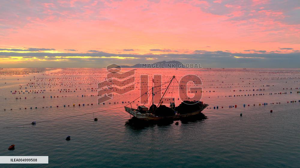 Farmers Harvest Oysters in Qingdao