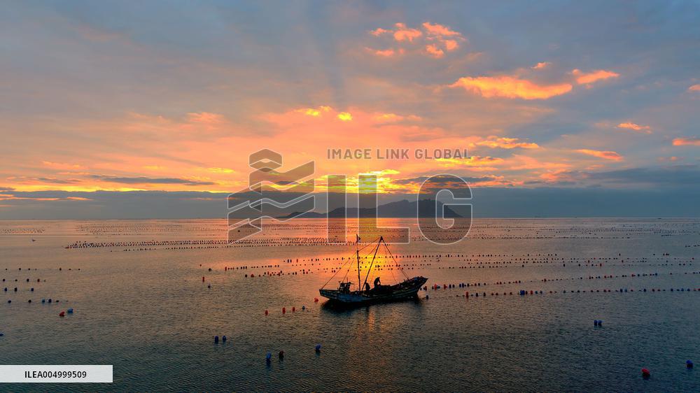 Farmers Harvest Oysters in Qingdao