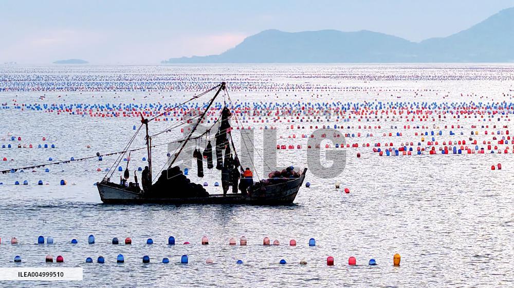 Farmers Harvest Oysters in Qingdao