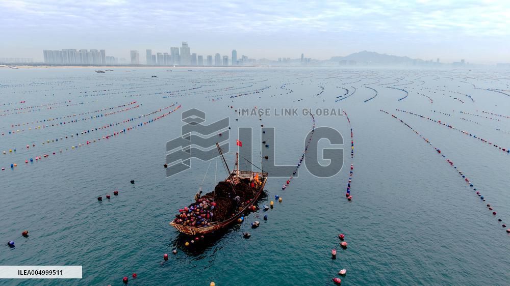 Farmers Harvest Oysters in Qingdao