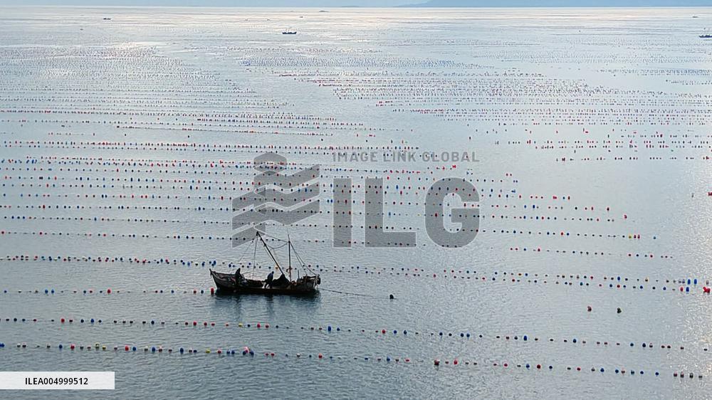Farmers Harvest Oysters in Qingdao