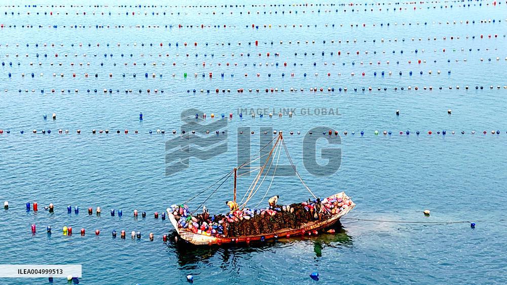 Farmers Harvest Oysters in Qingdao