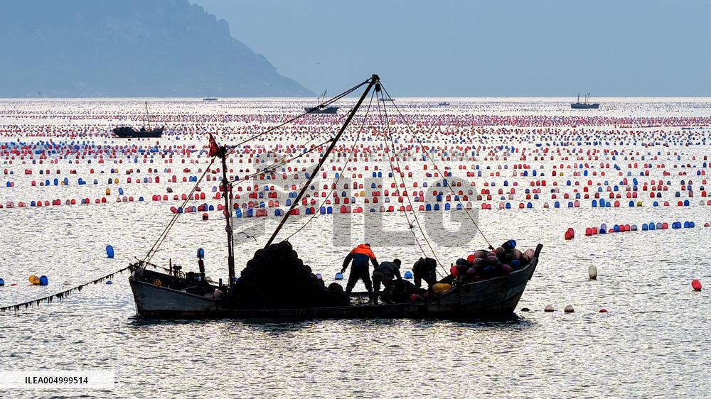 Farmers Harvest Oysters in Qingdao