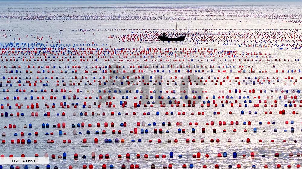 Farmers Harvest Oysters in Qingdao