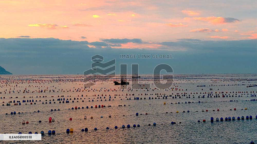 Farmers Harvest Oysters in Qingdao