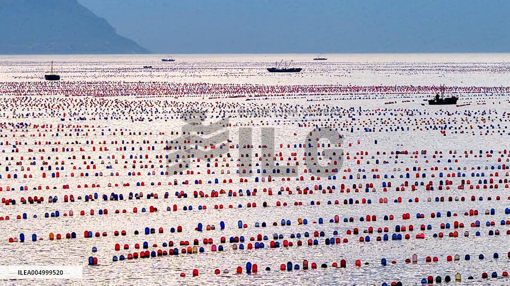 Farmers Harvest Oysters in Qingdao