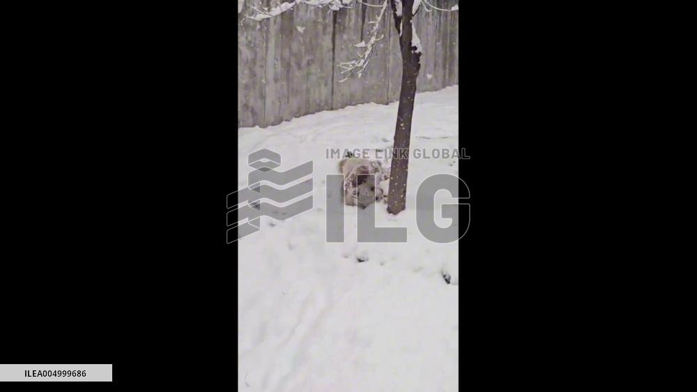 China: Giant Panda Turns Into “White Bear” After Rolling in Snow