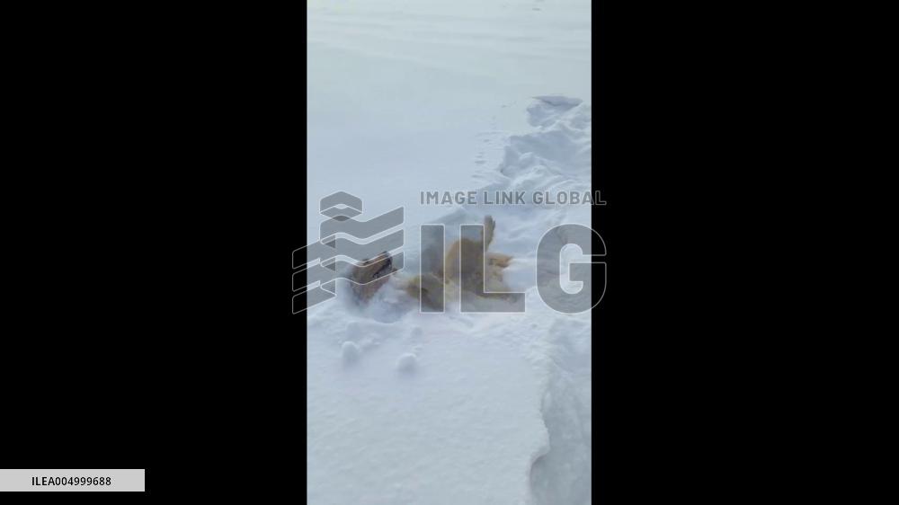 China: Golden Retriever Rolls in Snow for Dry Bath