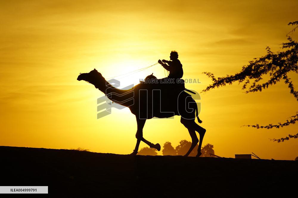 Tourists Enjoy a Camel Safari - India
