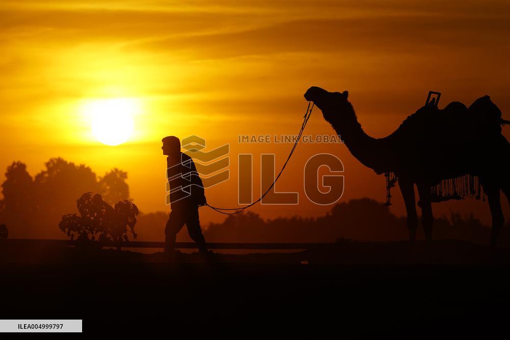 Tourists Enjoy a Camel Safari - India