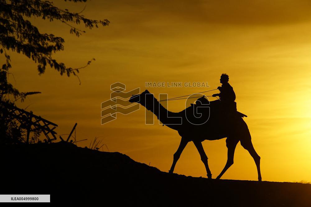 Tourists Enjoy a Camel Safari - India