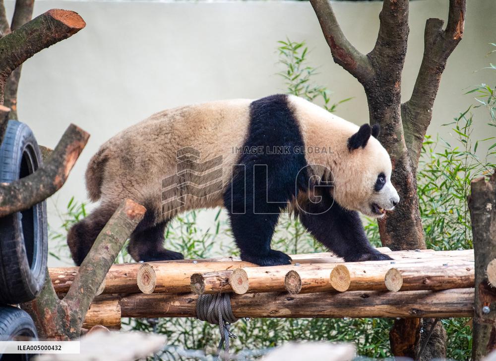 Giant Panda Exhibit Renovation - Chongqing