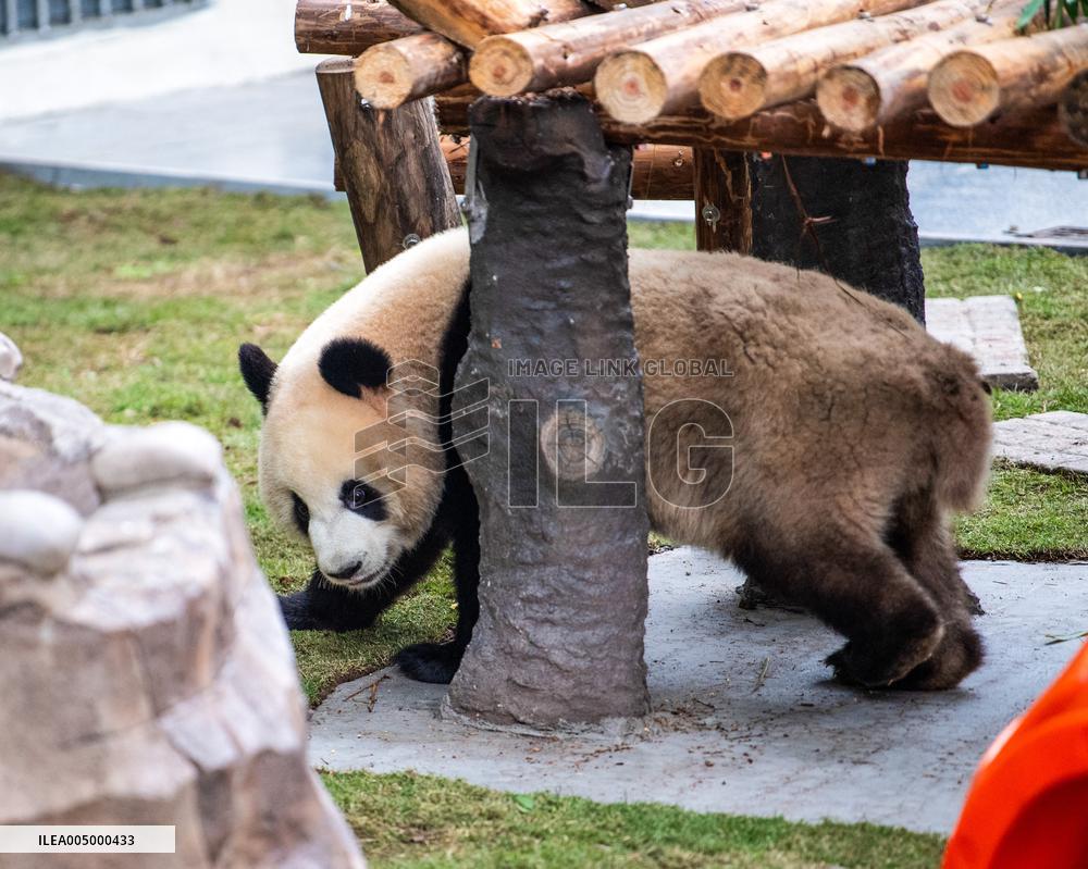 Giant Panda Exhibit Renovation - Chongqing