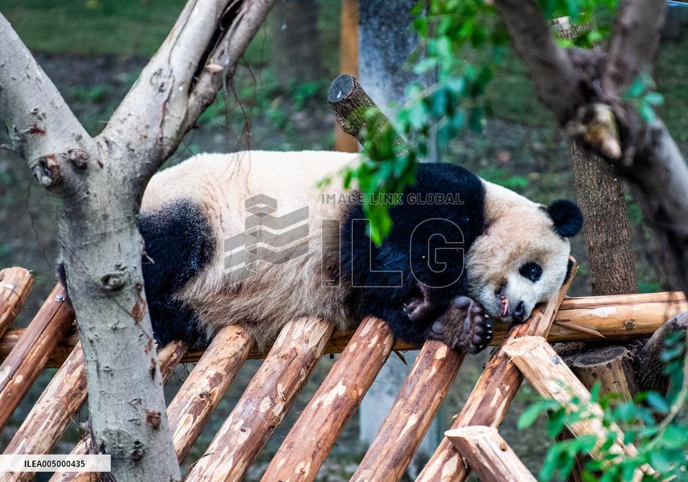 Giant Panda Exhibit Renovation - Chongqing