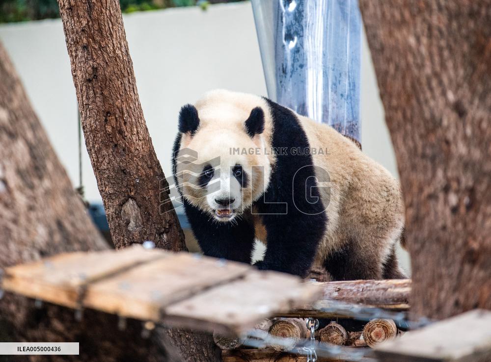 Giant Panda Exhibit Renovation - Chongqing