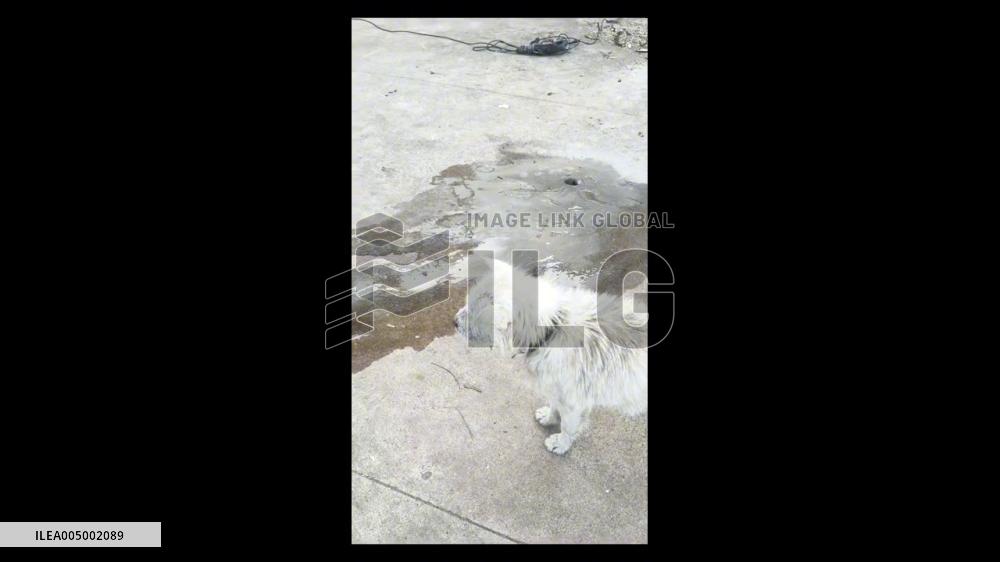 China: Dog Trapped in Sewer for Over 20 Hours Rescued Unharmed in Hunan