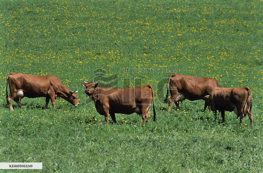 Illustration - Beaufortain - Beaufort Region - France