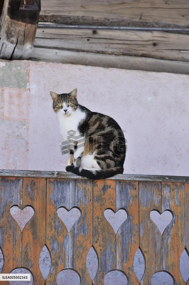 Illustration - Beaufortain - Beaufort Region - France