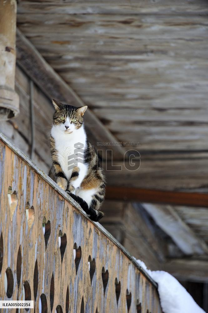Illustration - Beaufortain - Beaufort Region - France