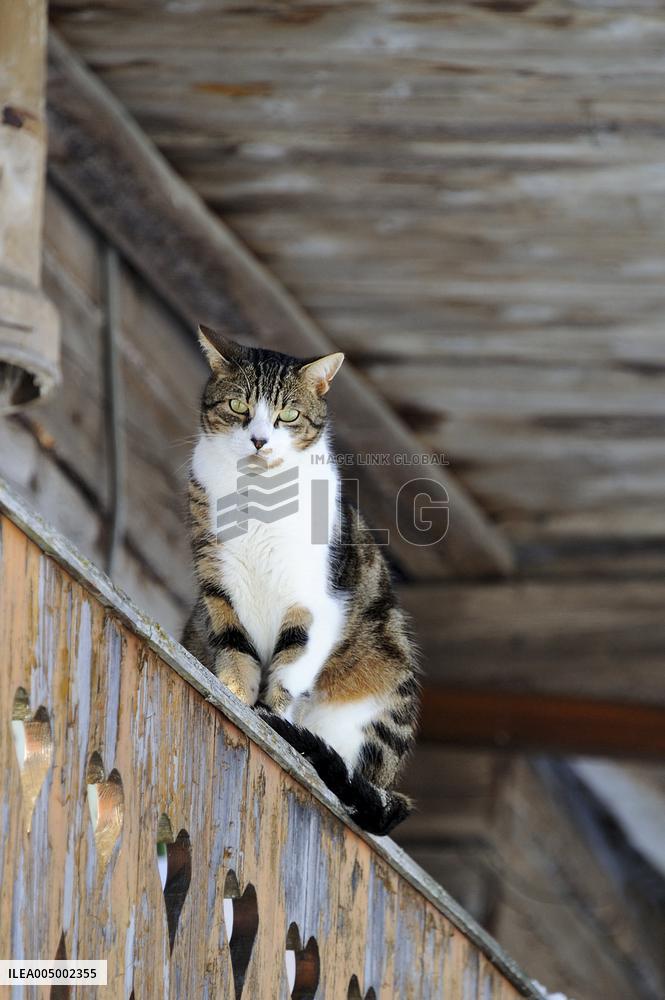 Illustration - Beaufortain - Beaufort Region - France