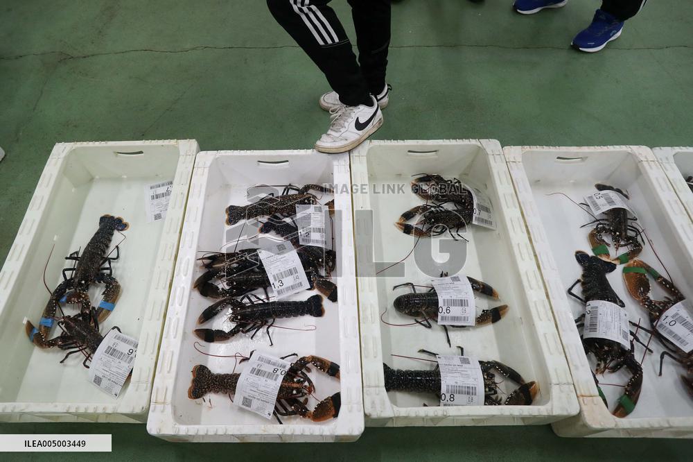 Last Seafood Auction Before Christmas Eve In Burela - Spain