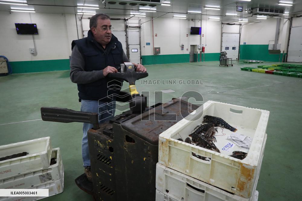 Last Seafood Auction Before Christmas Eve In Burela - Spain