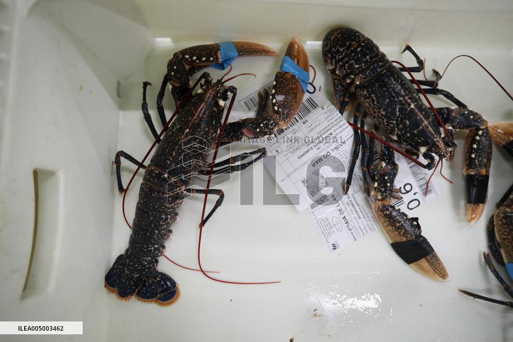 Last Seafood Auction Before Christmas Eve In Burela - Spain