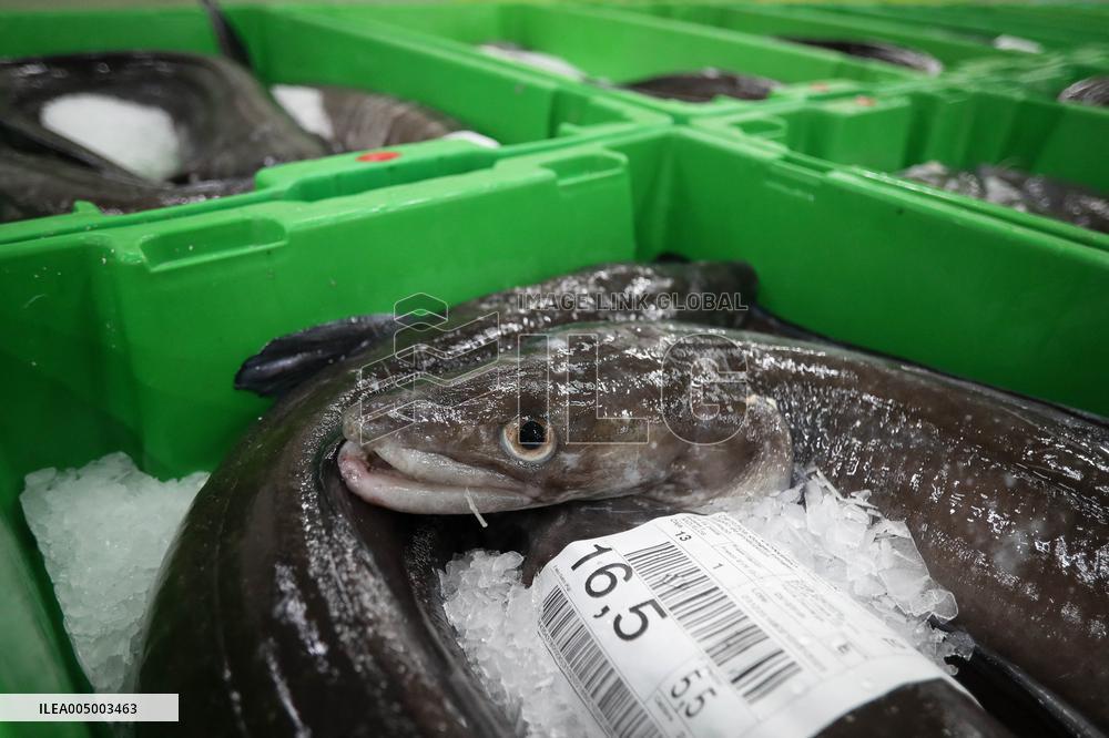 Last Seafood Auction Before Christmas Eve In Burela - Spain