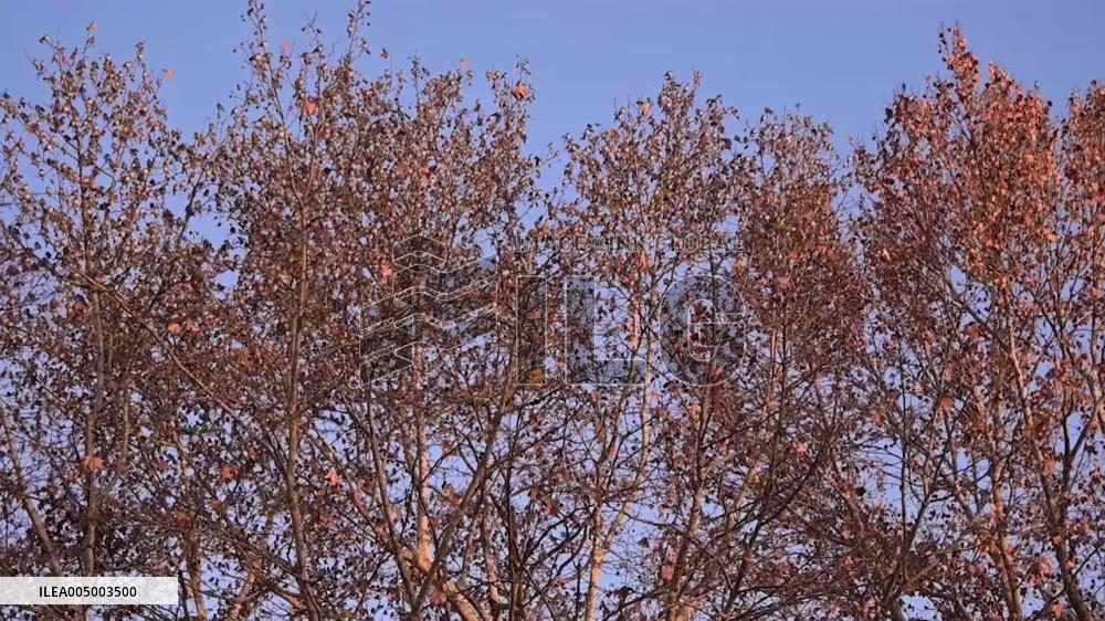 China: Trees Seem Lush in Winter, Revealed to Be Covered in Birds