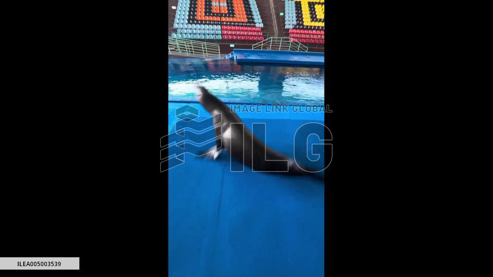 China: Seal Performs Rapid Spins in Poolside Performance