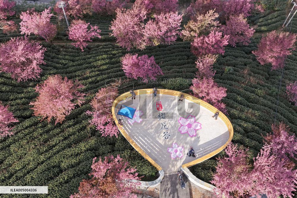 Winter Cherry Blossom in Yunnan - China