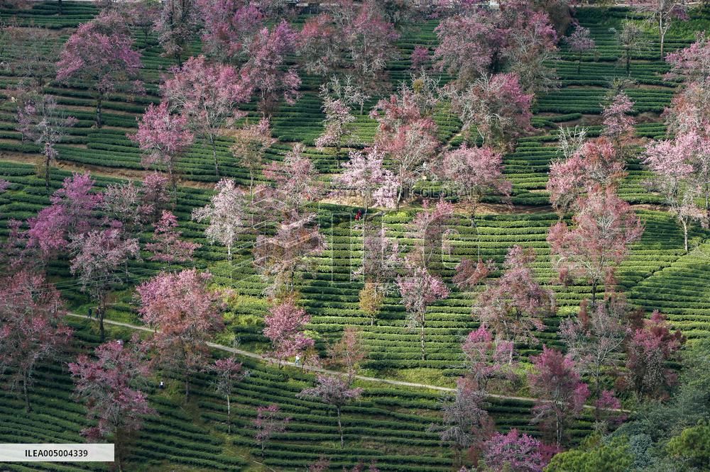 Winter Cherry Blossom in Yunnan - China