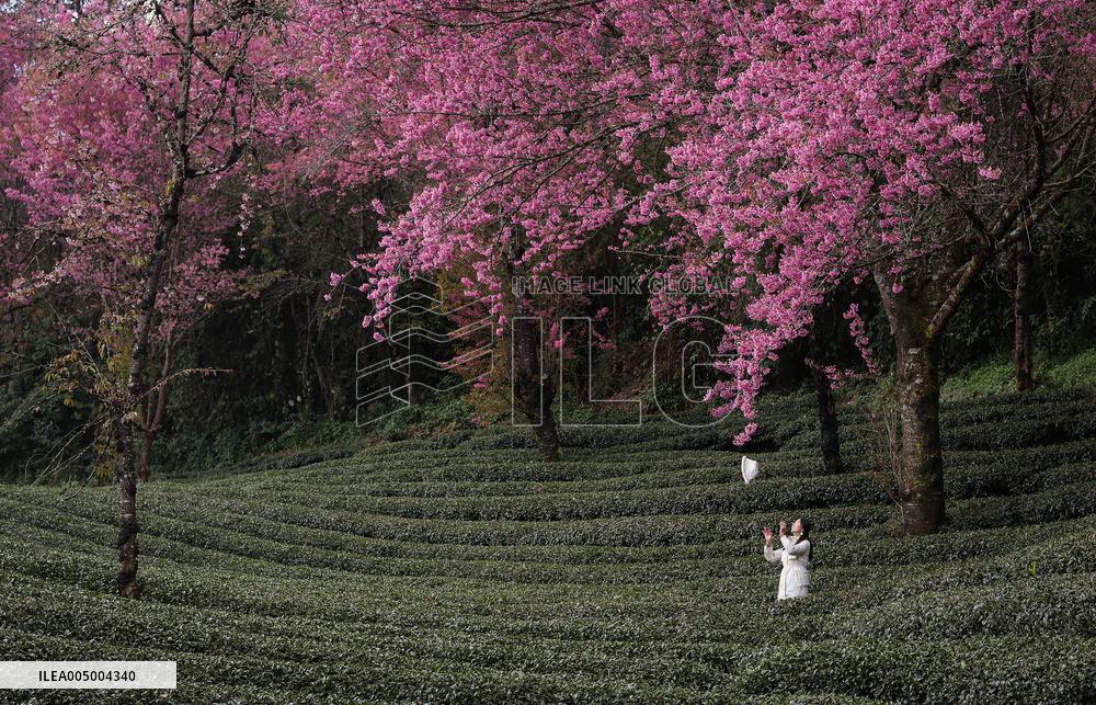 Winter Cherry Blossom in Yunnan - China