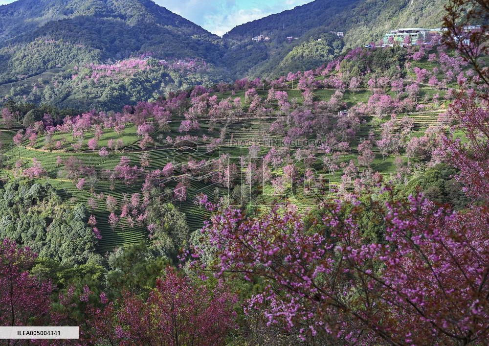 Winter Cherry Blossom in Yunnan - China
