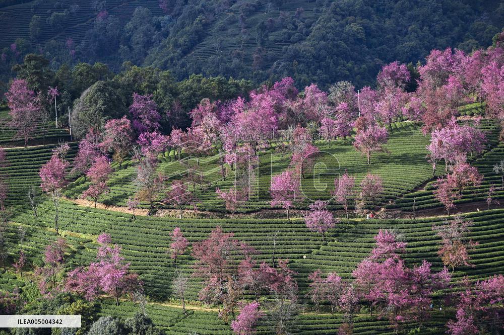 Winter Cherry Blossom in Yunnan - China
