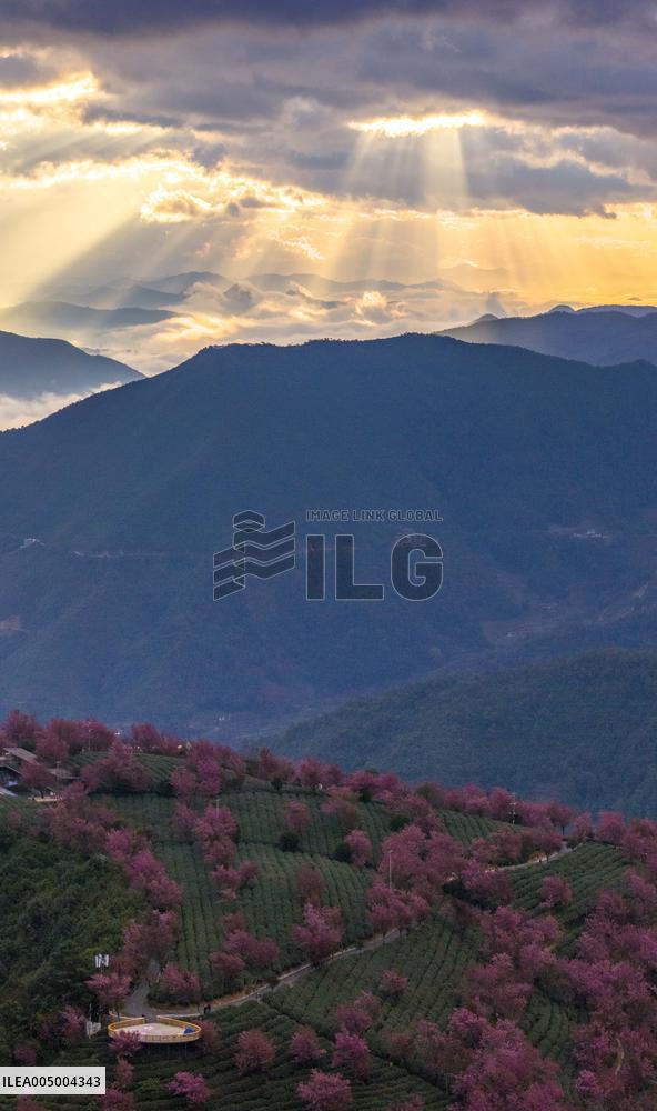 Winter Cherry Blossom in Yunnan - China