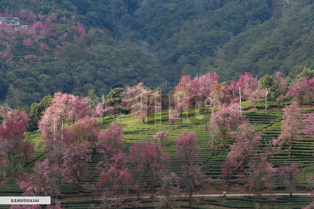 Winter Cherry Blossom in Yunnan - China